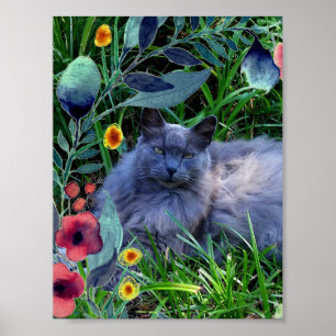 Fluffiges Langhaar-Russisch-Blau-Katzenposter Poster