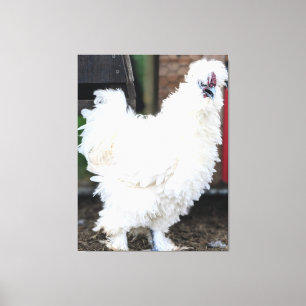 Fluffiges weißes Huhn im Freien Leinwanddruck