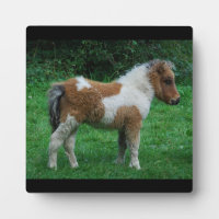 Fluffy Adorable Dartmoor Pony