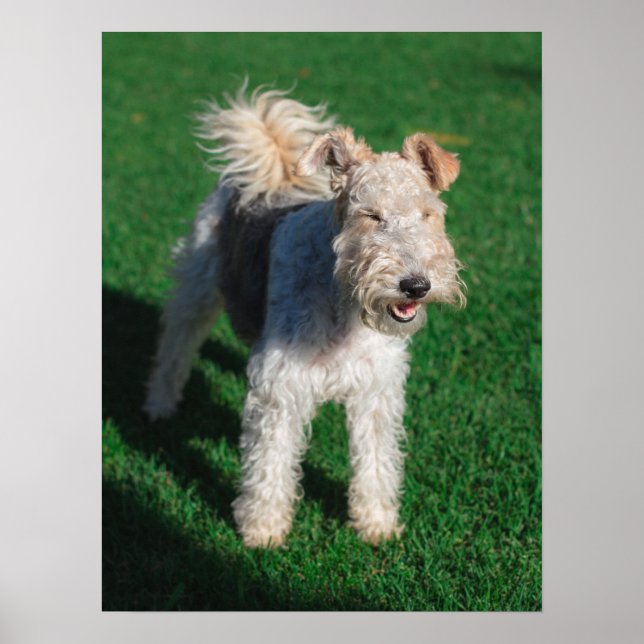 Fluffy Airedale Welsh Terrier Type Doppy Welpe Poster (Vorne)
