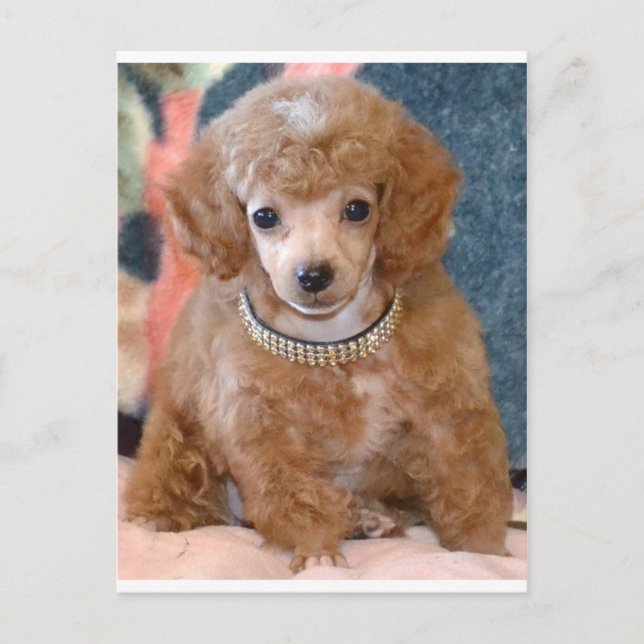 Fluffy Apricot Poodle Welpenhund Postkarte (Vorderseite)