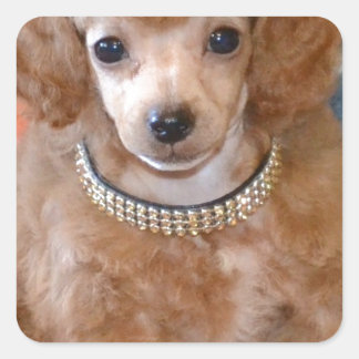 Fluffy Apricot Poodle Welpenhund Quadratischer Aufkleber