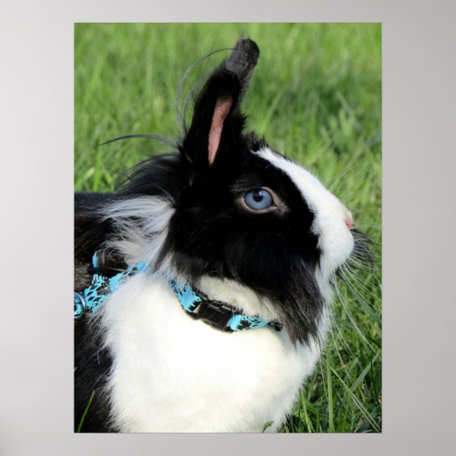 Fluffy Black and White Lionhead Bunny Rabbit Poster (Vorne)