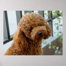 Fluffy Brown Poodle Puppy Dog