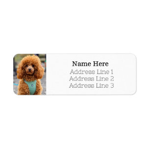 Fluffy Brown Poodle Puppy Hund Rücksendeadresse