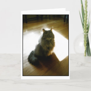 Fluffy Cat in sunshic greeting card Karte