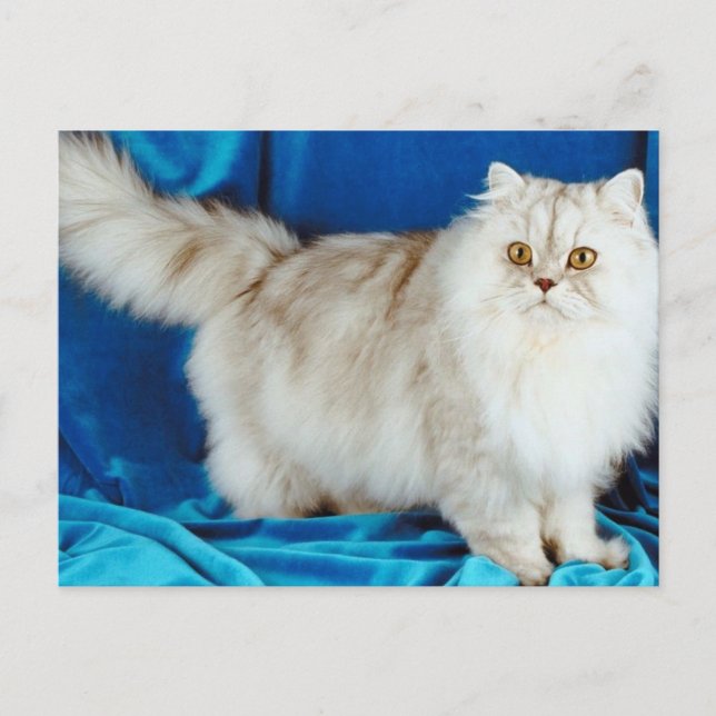 Fluffy Cat Postkarte (Vorderseite)