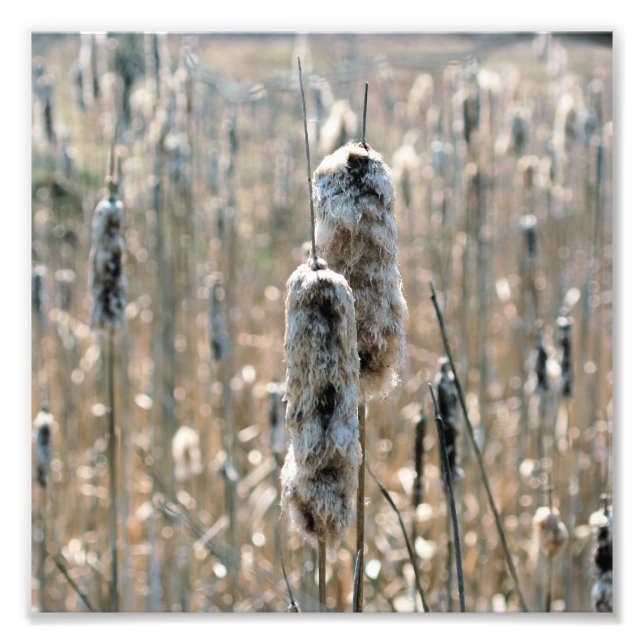 Fluffy Cattails im Frühjahr 8x8 Fotodruck (Vorne)