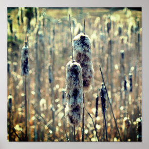 Fluffy Cattails im Frühling Poster
