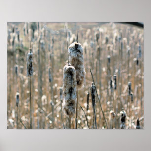 Fluffy Cattails im Frühling Poster