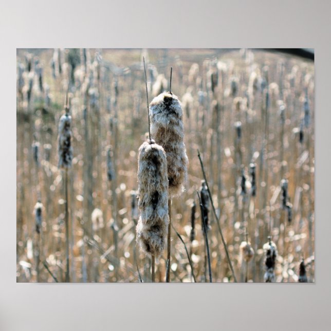 Fluffy Cattails im Frühling Poster (Vorne)