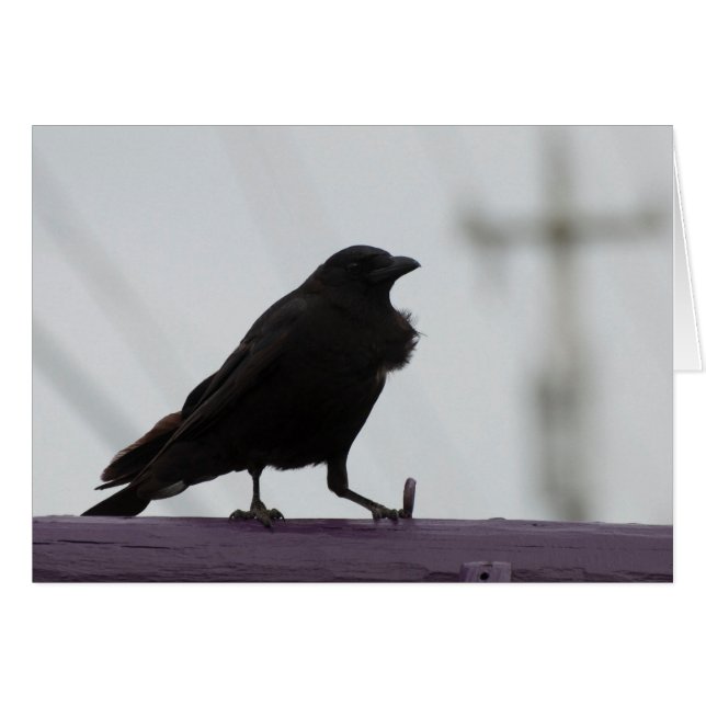 Fluffy Crow :) (Vorderseite (Horizontal))