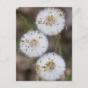 Fluffy Dandelions Postkarte