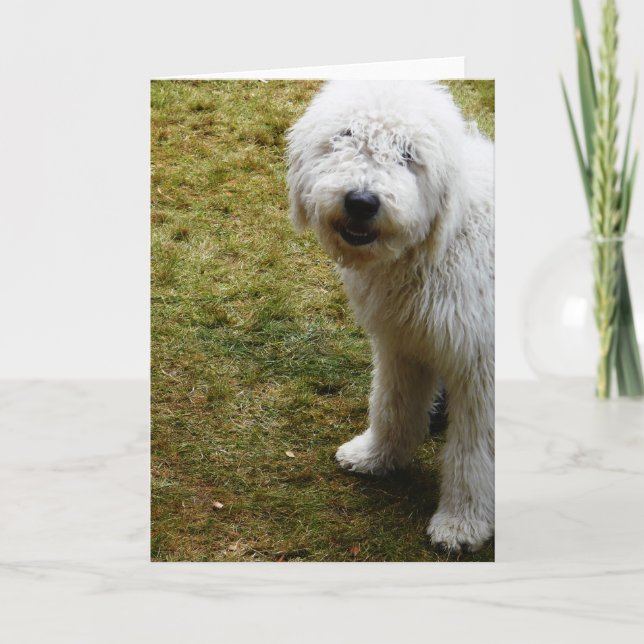 Fluffy Frizzy Bad Hair Day Dog Karte (Vorderseite)