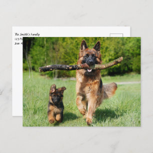 Fluffy German Shepherd Dog and Puppy Postkarte