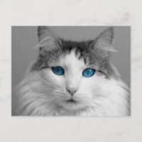 Fluffy Graue und White Blue Mit Augen Katze