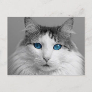 Fluffy Graue und White Blue Mit Augen Katze Postkarte