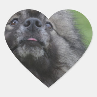 Fluffy Keeshond Herz-Aufkleber