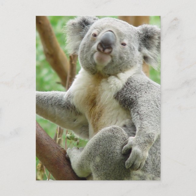 Fluffy Koala Postcard Postkarte (Vorderseite)