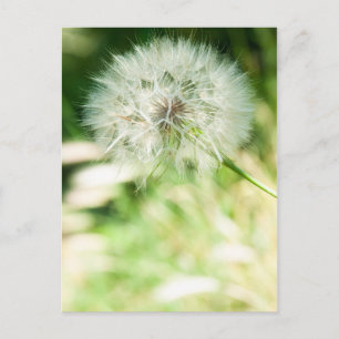 Fluffy-Leuchte Postkarte