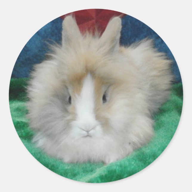 Fluffy Lionhead Bunny Rabbit Runder Aufkleber (Vorderseite)