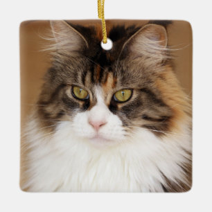 Fluffy Maine Coon Cat Keramikornament