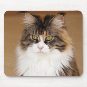 Fluffy Maine Coon Cat Mousepad