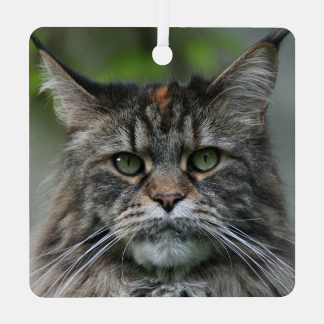 Fluffy Maine Coon Cat Ornament Aus Metall (Rückseite)