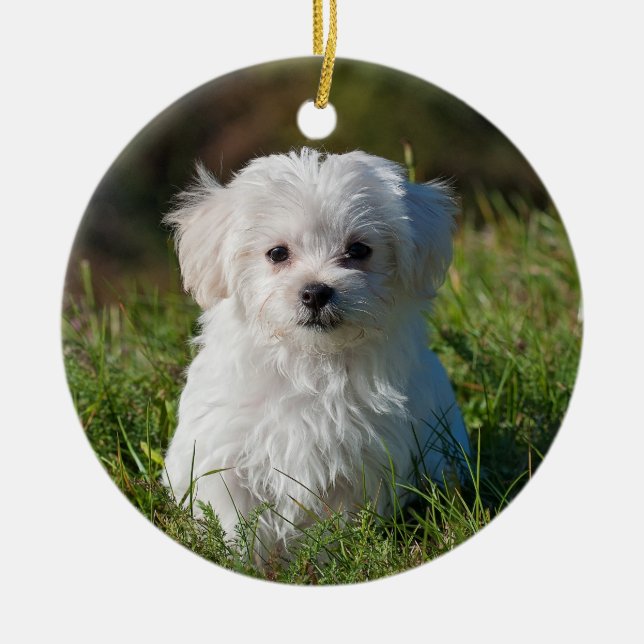 Fluffy Maltese Puppy Dog Keramik Ornament (Vorne)