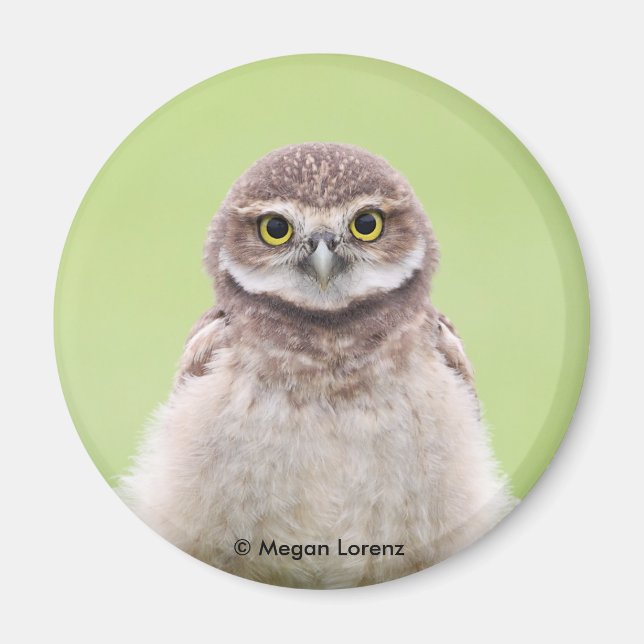 Fluffy Owlet Magnet (Vorne)