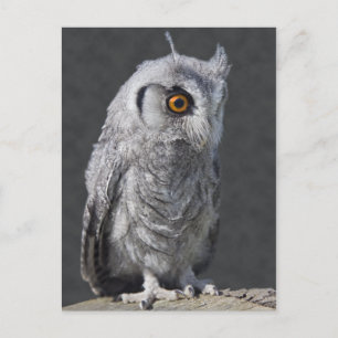 Fluffy Owlet Postcard Postkarte