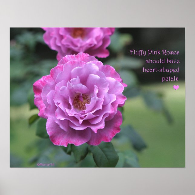 Fluffy Pink Roses Poster: ROSE & PROSE 20x16 Poster (Vorne)