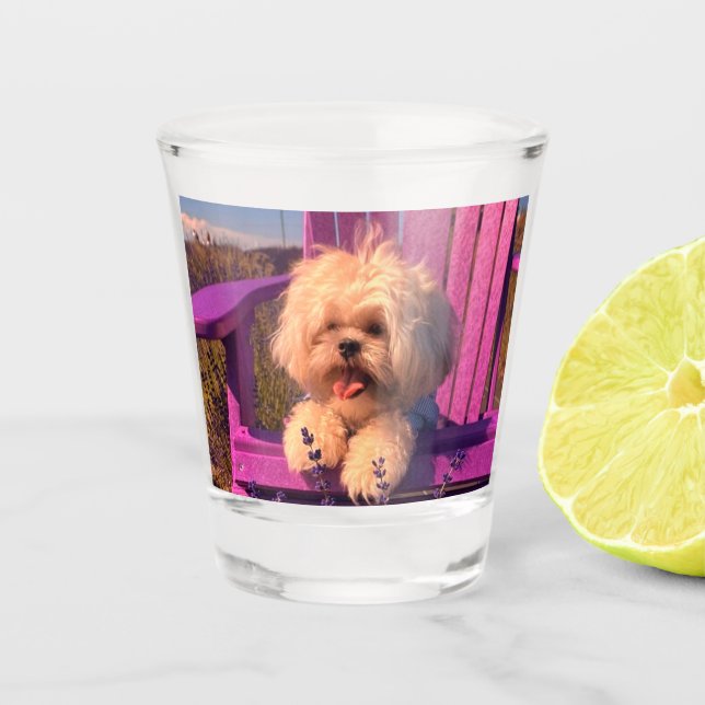 Fluffy Playful Shih Tzu Puppy Smiles, Purple Chair Schnapsglas (Vorderseite)