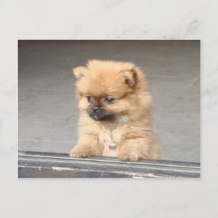 Fluffy Puppy Postkarte