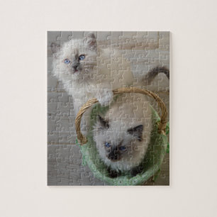 Fluffy Ragdoll Blue Mit Augen Kitts Puzzle