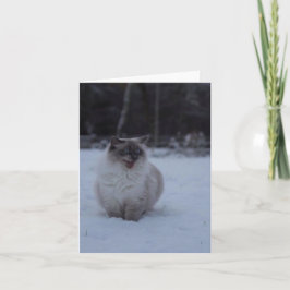 Fluffy Ragdoll Cat in der Schneegrüßkarte Karte