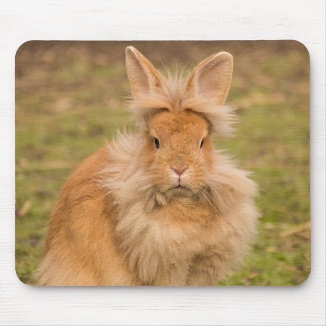 Fluffy Red Lionhead Bunny Rabbit Mousepad (Vorne)