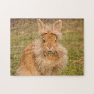 Fluffy Red Lionhead Bunny Rabbit Puzzle