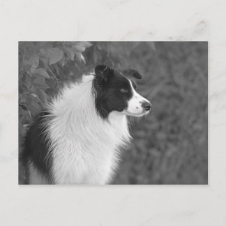 Fluffy Schwarz-weißer Hübscher Collie Dog Postkarte