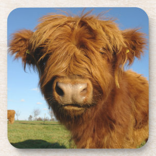 Fluffy Scottish Highland Cow - Blue Sky Getränkeuntersetzer