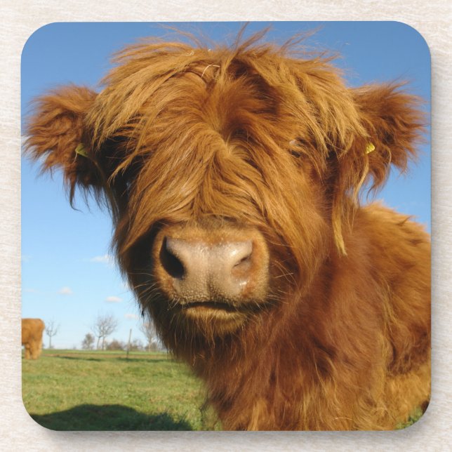Fluffy Scottish Highland Cow - Blue Sky Getränkeuntersetzer (Vorderseite)
