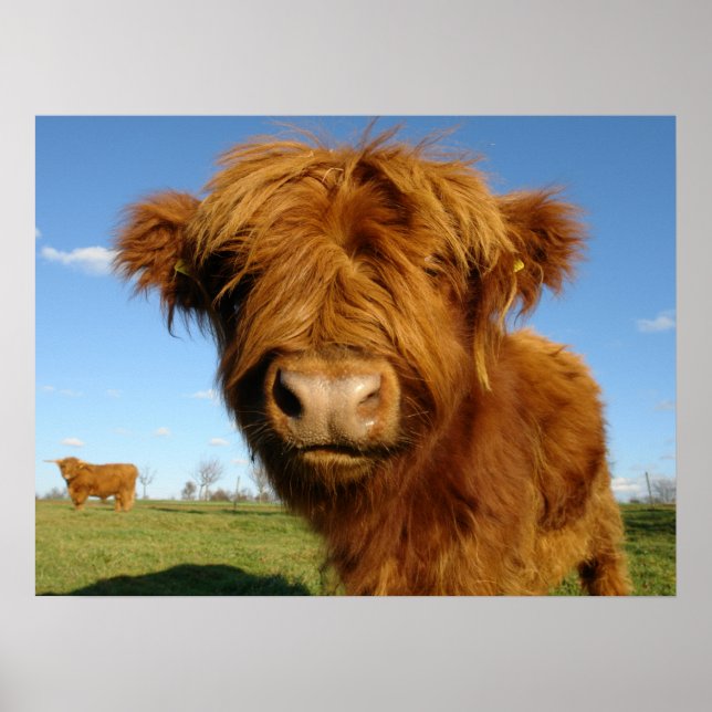 Fluffy Scottish Highland Cow - Blue Sky Poster (Vorne)