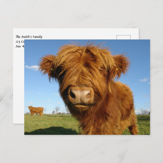 Fluffy Scottish Highland Cow - Blue Sky Postkarte (Vorne/Hinten)
