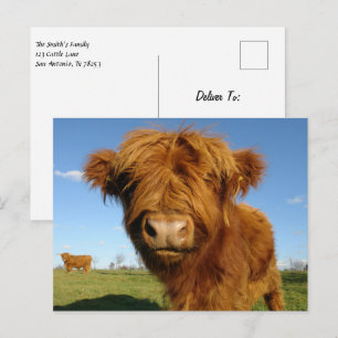 Fluffy Scottish Highland Cow - Blue Sky Postkarte