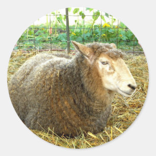 Fluffy Sheep Runder Aufkleber
