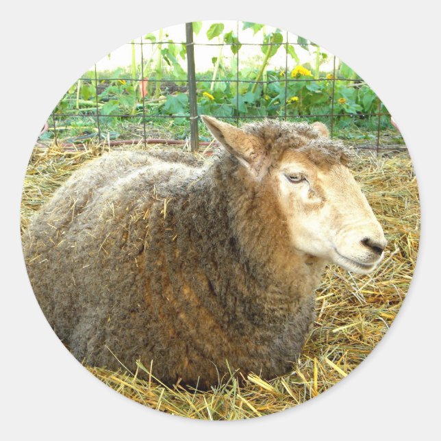 Fluffy Sheep Runder Aufkleber (Vorderseite)