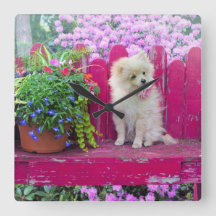 Fluffy Spitz Welpe auf der Rustic Garden Bench