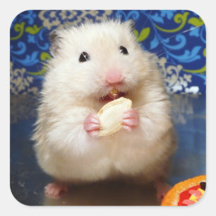 Fluffy Syrian Hamster Kokolinka Quadratischer Aufkleber