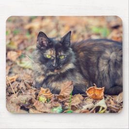 Fluffy Tortoiseshell Kitty im Herbst Mousepad