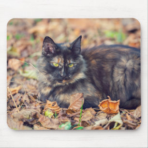 Fluffy Tortoiseshell Kitty im Herbst Mousepad